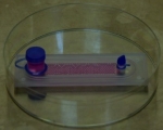 微流體細胞晶片(R.U.O)